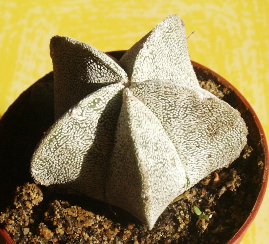 astophytum