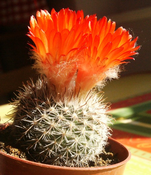 parodia
