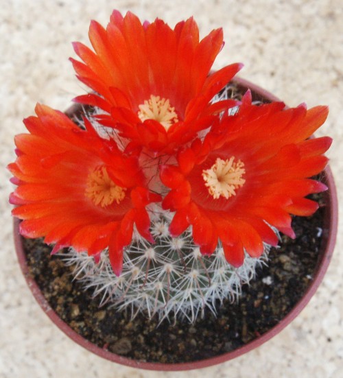 parodia